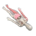 thumbnail image 1 of Huesos De órganos Del Cuerpo Humano, Modelo De Cuerpo Humano Educativo Realista Para Clase, 1 of 7