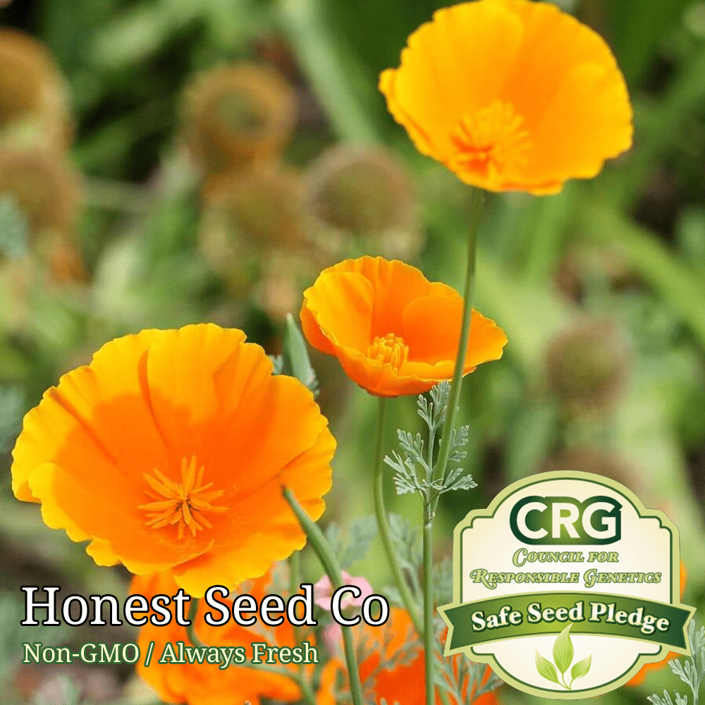 1000+ California Orange Poppy Seeds Drought Tolerant NonGMO Fresh