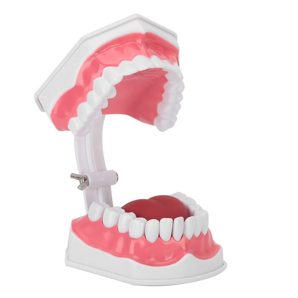 Tipodonto estándar para adultos, cavidad oral de 28 dientes permanentes, 2 aumentos extraíbles, viene con un cepillo de dientes para estudiar tama?o estándar, estudiante para maestro Unbranded 1411200500611