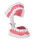 thumbnail image 4 of Modelo de diente dental para estudio de demostración oral para adultos, herramienta de enseñanza para dentistas con cepillo, 4 of 15