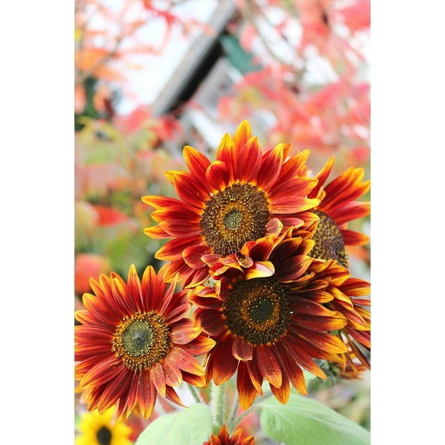 Autumn Beauty Sunflower Seeds for Planting | 50+ Seeds | Vibrant Fall ...