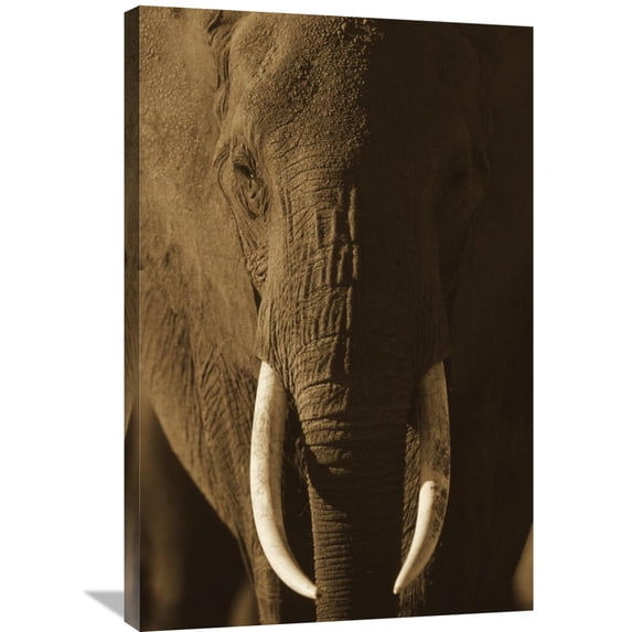 Global Gallery Tim Fitzharris,'African Elephant male portrait with long tusks, Kenya' Stretched Canvas Artwork