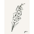 thumbnail image 2 of Popp, Grace 15x18 Gold Ornate Wood Framed with Double Matting Museum Art Print Titled - Gladiola Sketch II, 2 of 4