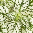 thumbnail image 2 of Expert Gardener 1PT Multicolor Pink Hypoestes Live Annual Plant Shade, 2 of 6