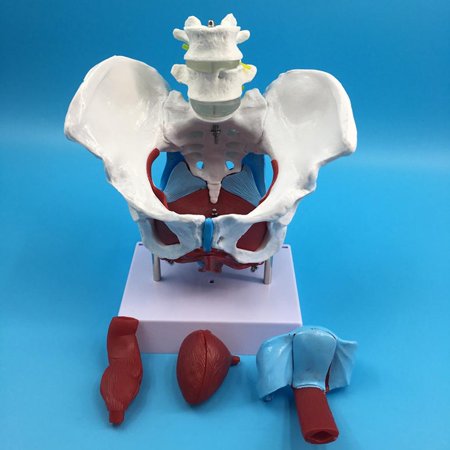 Female Pelvis Model,Skeleton Anatomical Model,Replica Of Human Anatomy Forlassroom Study Display Teaching