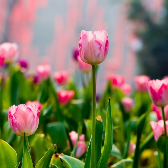 Sweet Showgirl Tulips, 10 Bulbs - Pink and White Flowers - Attracts Bees & Butterflies - Spring Blooming, Easy to Grow & Maintain