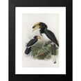 thumbnail image 2 of Daniel Giraud Elliot 17x24 Black Modern Framed Museum Art Print Titled - Anthracoceros Malabaricus (1882), 2 of 5