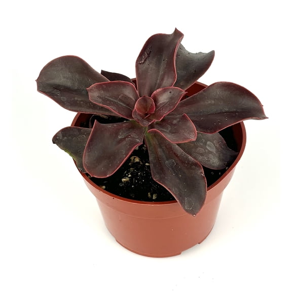 Echeveria Red Barron, 4" Pot