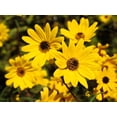 thumbnail image 4 of Seedville 100 Swamp Sunflower Plant Seeds, Attracts Bees and Butterflies, 4 of 8