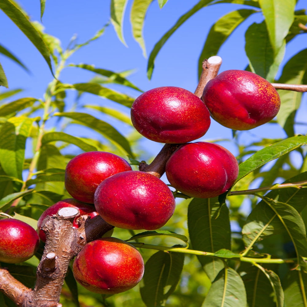 Expert Gardener 2-3 ft tall Sun Best Nectarine Live Tree in 5-Gallon Grower Pot