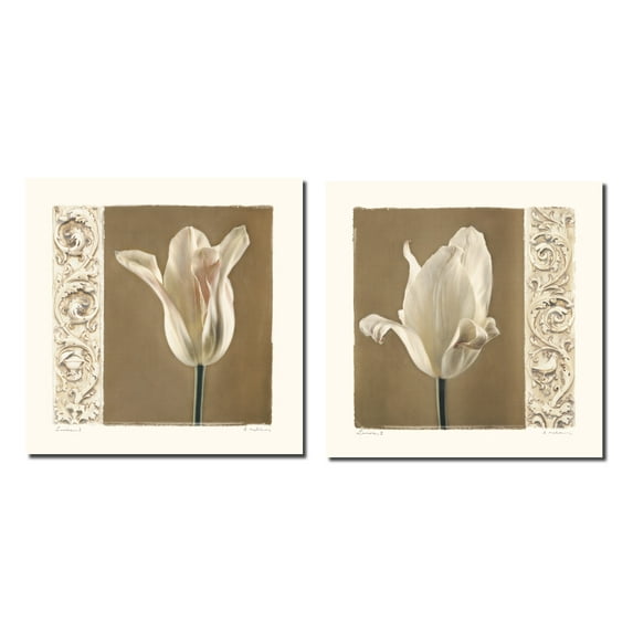 Lumiere I Lovely White and Pink Wilting Tulip; Floral Decor; Two 12x12 Poster Prints