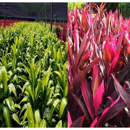 Hawaiian Live Cordyline Fruticosa Good Luck Red & Green Ti Plant Log Cuttings Full Sun