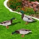 thumbnail image 4 of 3 Piezas De Inserciones De Patos Acrílicos, Inserciones Decorativas De Jardín Con Efecto 3D, Inserciones De Suelo De Pato Simuladas, Estacas De Adorno Para Exteriores Para Patio,, 4 of 7