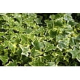 thumbnail image 4 of Golden English Ivy - Live Plant in a 3 Inch Pot - Hedera Helix - Beautiful Easy Care Indoor Air Purifying Houseplant Vine, 4 of 5