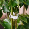 thumbnail image 2 of 50 clips de tomate, clips de enrejado de plástico, clips de soporte para plantas, clips de plantas para soporte, vid de uva, vid de tomate, plantas vegetales, jardín, 2 of 3
