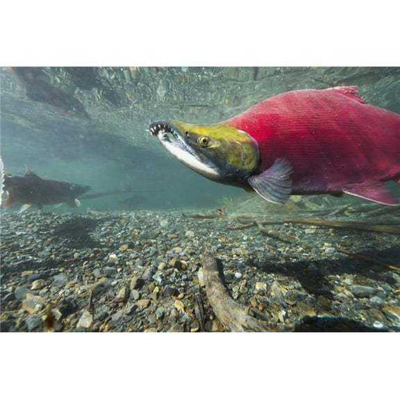 Underwater View of A Male Sockeye Salmon in Power Creek Near Cordova South Central Alaska Poster Print - 38 x 24 in. - Large