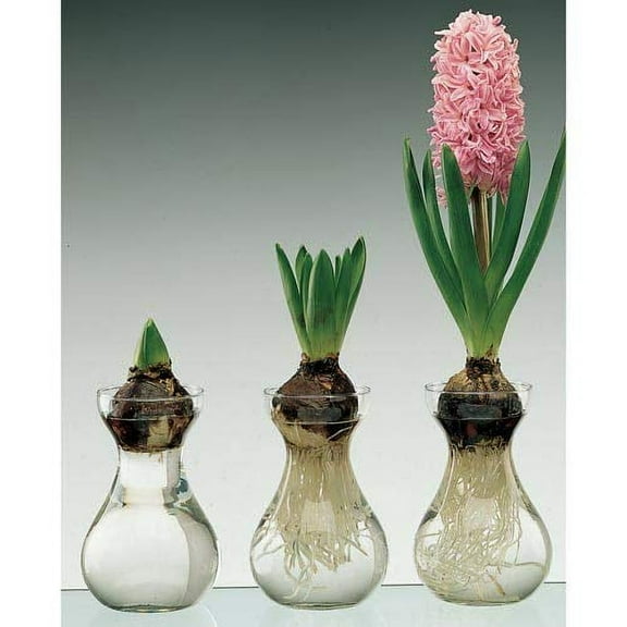 Clear Glass Display Vases - Glass Forcing Vases for Hyacinth and Other Bulbs - Vases Only (3 Vases)