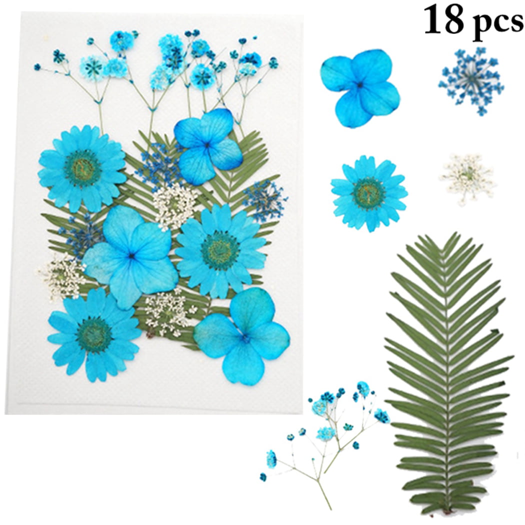 1 Pack Pressed Dried Flowers Leaves Specimen for Handmade Craft DIY Green 