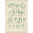 thumbnail image 3 of Bradbury 17x24 Black Modern Framed Museum Art Print Titled - Bradbury Ferns III, 3 of 5