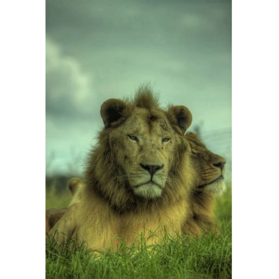 Boer "King of the Jungle" Glossy Poster