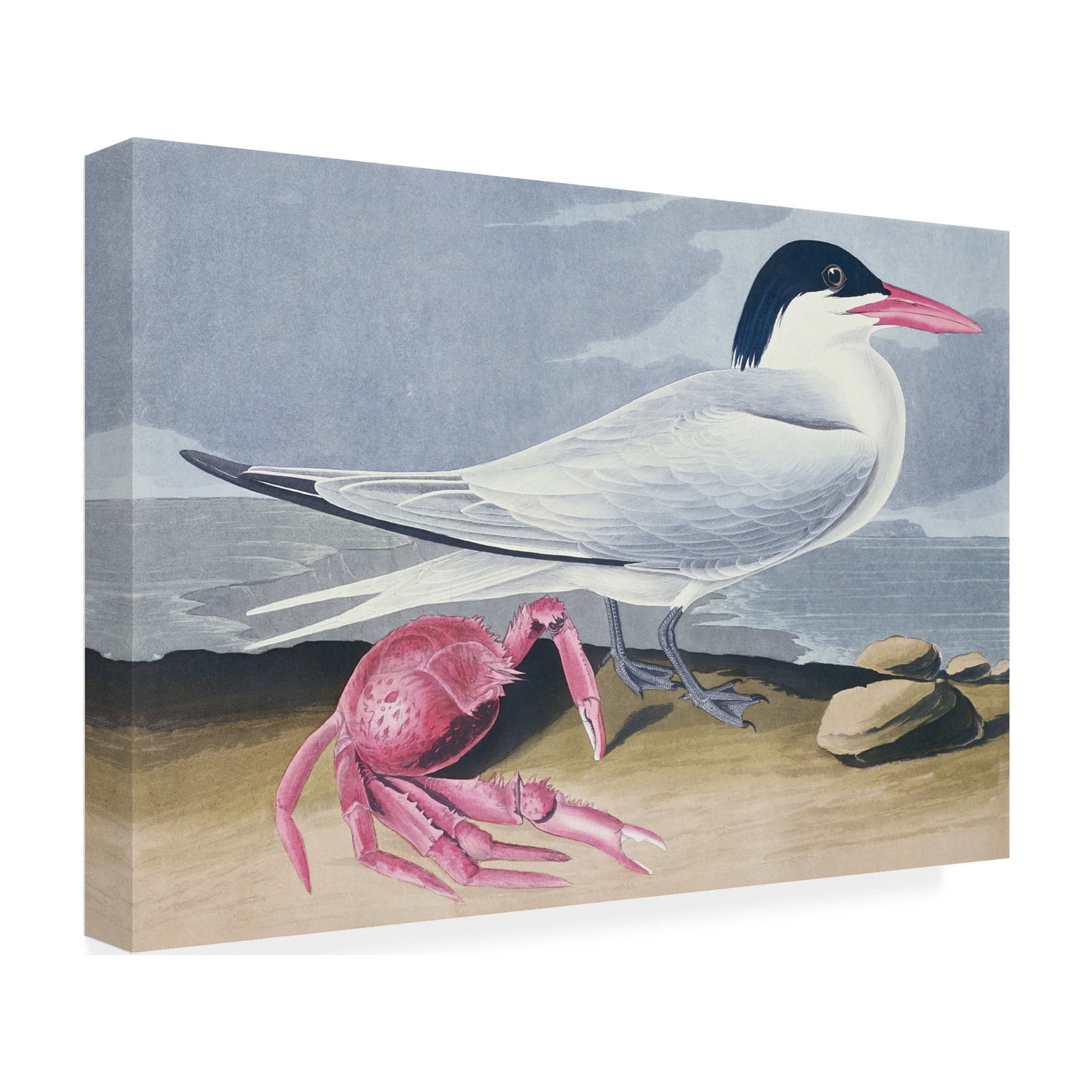 Trademark Fine Art "Cayenne Tern" Canvas Art by John James Audubon