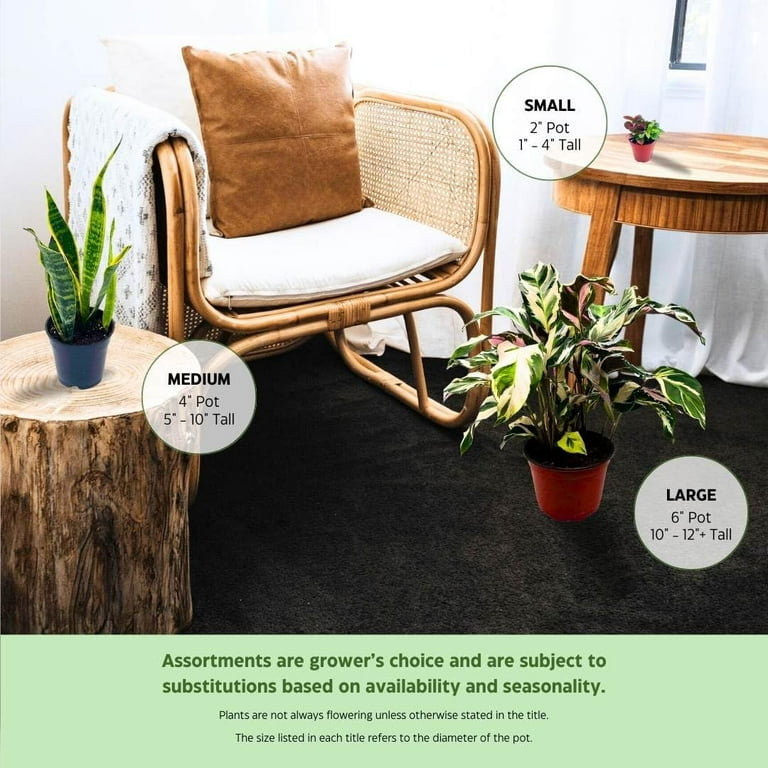 Rattan chair bunnings sale