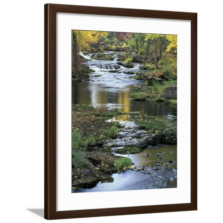 Autumn Color on Stream, Trout Lake, Washington, USA Framed Print Wall Art By William