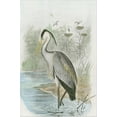 thumbnail image 2 of Art.com Common Heron Stretched Canvas Print Wall Art, 24" x 36", 2 of 4