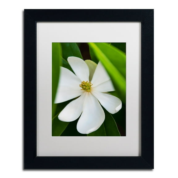 Trademark Fine Art "White Magnolia Flower" Canvas Art by Kurt Shaffer, White Matte, Black Frame