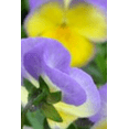 thumbnail image 4 of Halo Lemon Frost Hardy Violet Perennial  - Viola - Quart Pot, 4 of 4