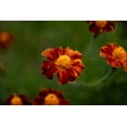 thumbnail image 5 of Plant Good Seed Tashkent Marigold Flower Seed Packet: Orange Red Haloed Heirloom, Organic, Full Sun, 5 of 11