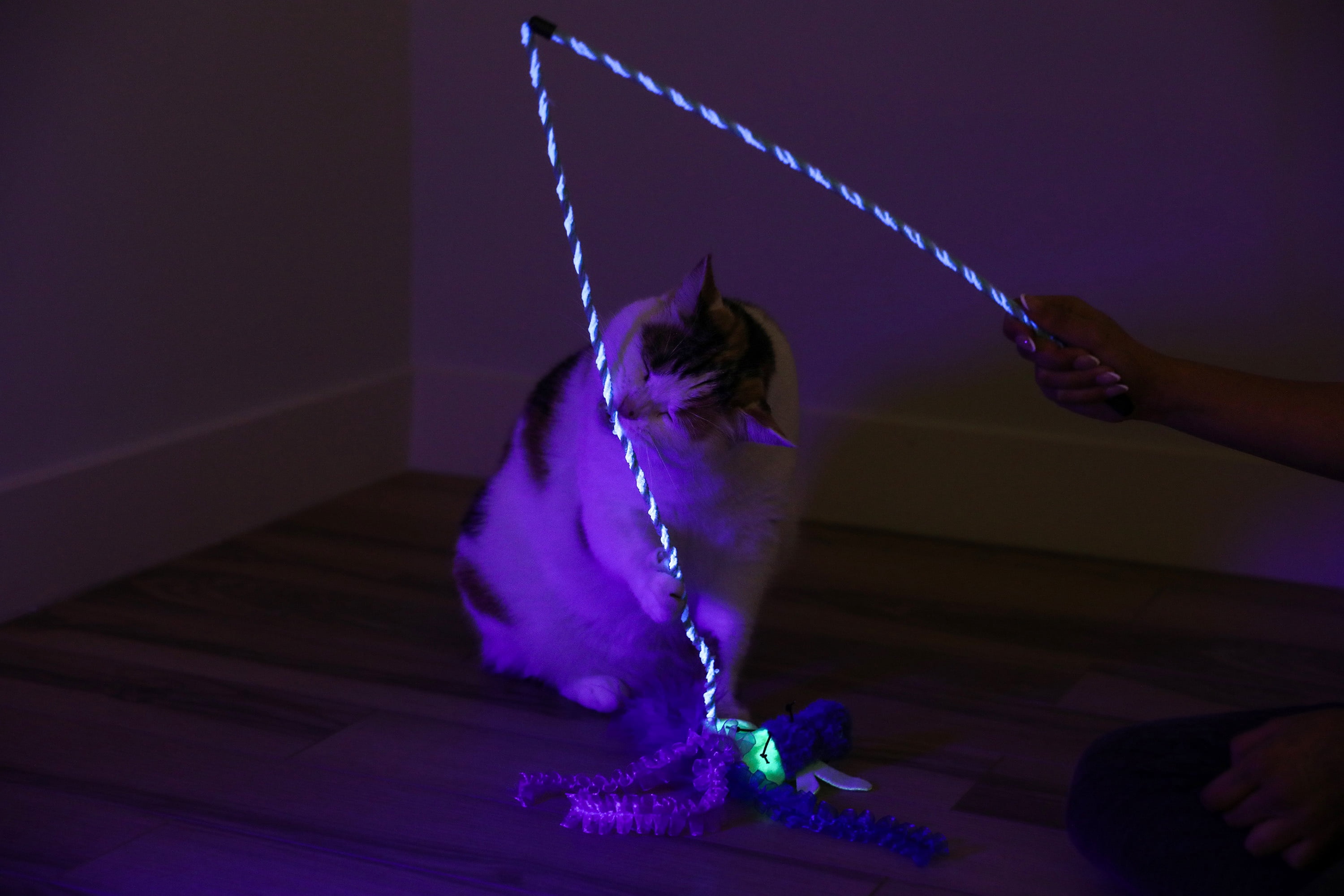 Quirky Kitty Glowing Forest Firefly Wand Night Play Catnip Cat Toy, Pack of 1, FireFly Wand