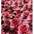 thumbnail image 1 of 50 Red DRAGONS BLOOD SEDUM Stonecrop Sedum Spurium Flower Seeds, 1 of 4