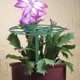 thumbnail image 4 of unbranded 1Jgo Soporte Ajustable Verde Para Plantas Trepadoras Y Hortalizas En Exteriores, 4 of 8