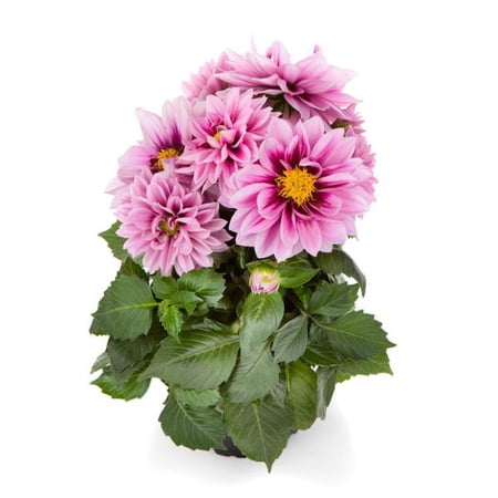 RedCrocus Dahlia LaBella Medio Fun Raspberry - Bright, Bushy Summer Blooming Flowering Plant for Gardens & Containers 4.5" Pot (Pack of 5)