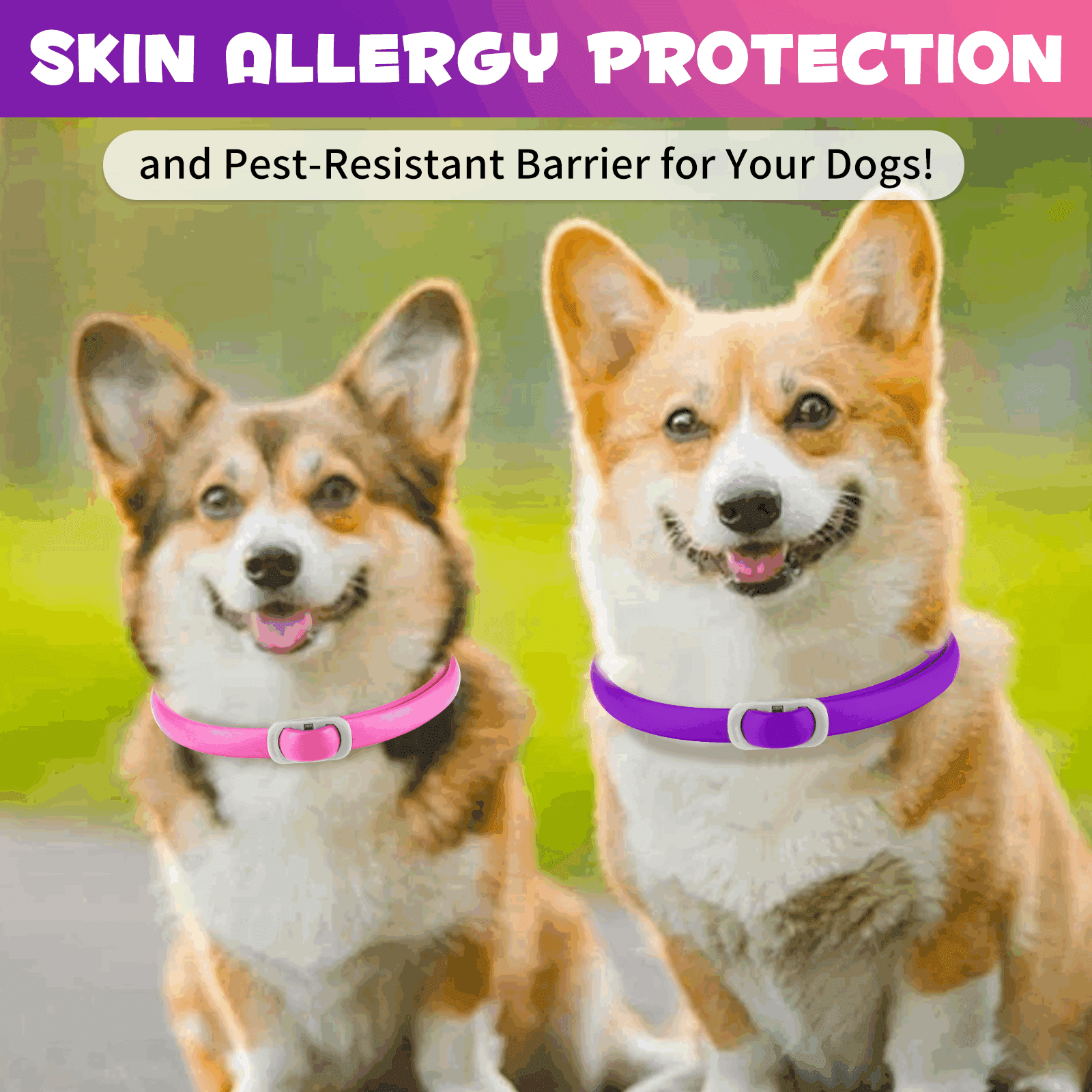 Oimmal Collar for Dog and Puppy, 24 Months Protection, 19inch Adjustable, Waterproof, Natural Ingredients, 4 Collars - Pink & Purple