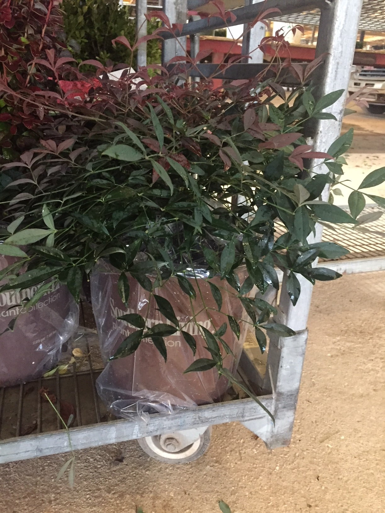 Southern Living Flirt Nandina Live Shrub in 1.5-Gallon Grower Pot