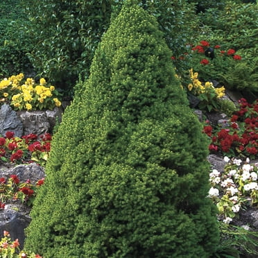 Alberta Dwarf Spruce Live Evergreen Shrub grown in a 2.25 gallon Pot (1-Pack)