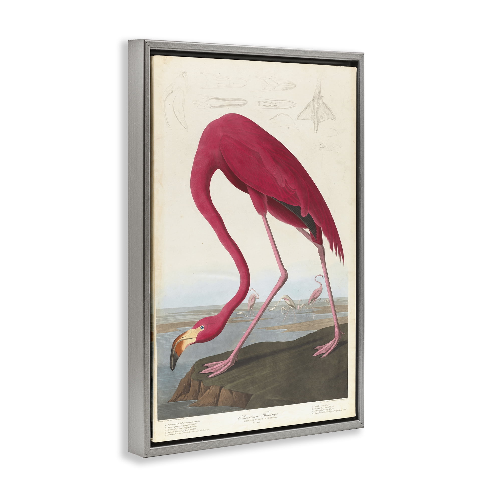 Stupell Industries Classic American Flamingo Animals Painting Gray Floater Framed Canvas Art Print Wall Art, 17 x 25