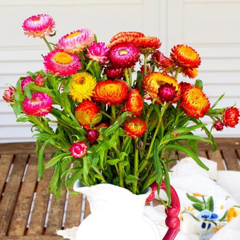 100 Strawflower (Dwarf) Seeds, Tom Thumb Mix, Perennial