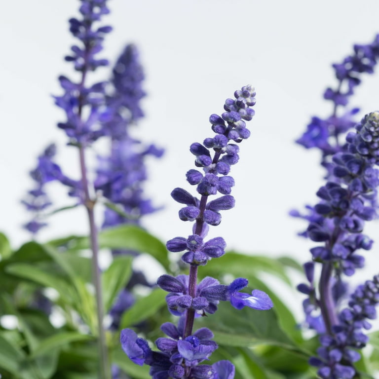 Expert Gardener 1.5 Gallon Salvia Blue Purple Full Sun Annual