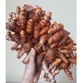 10 Orange Turmeric Roots for Planting, Turmeric Ginger Perennial Herb ...