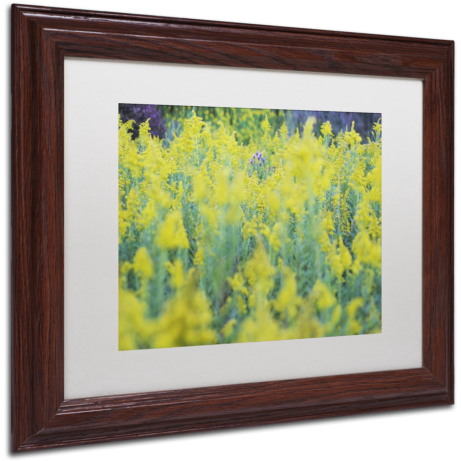 Trademark Fine Art "A Touch of Purple" Canvas Art by Kurt Shaffer, White Matte, Wood Frame