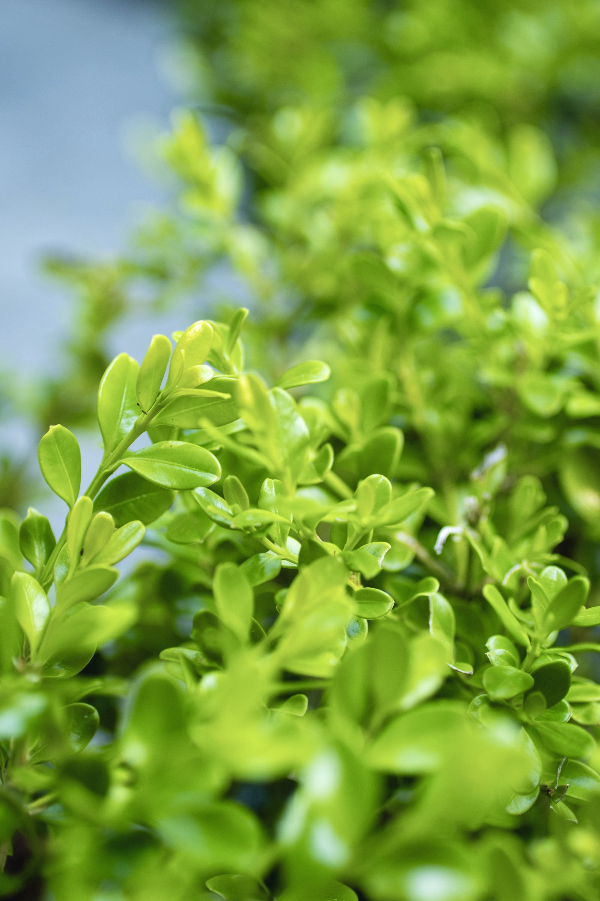 Better Boxwood Babylon Beauty (2.5 Qt.) Evergreen Full Sun Perennial Shrub with Glossy Green Foliage