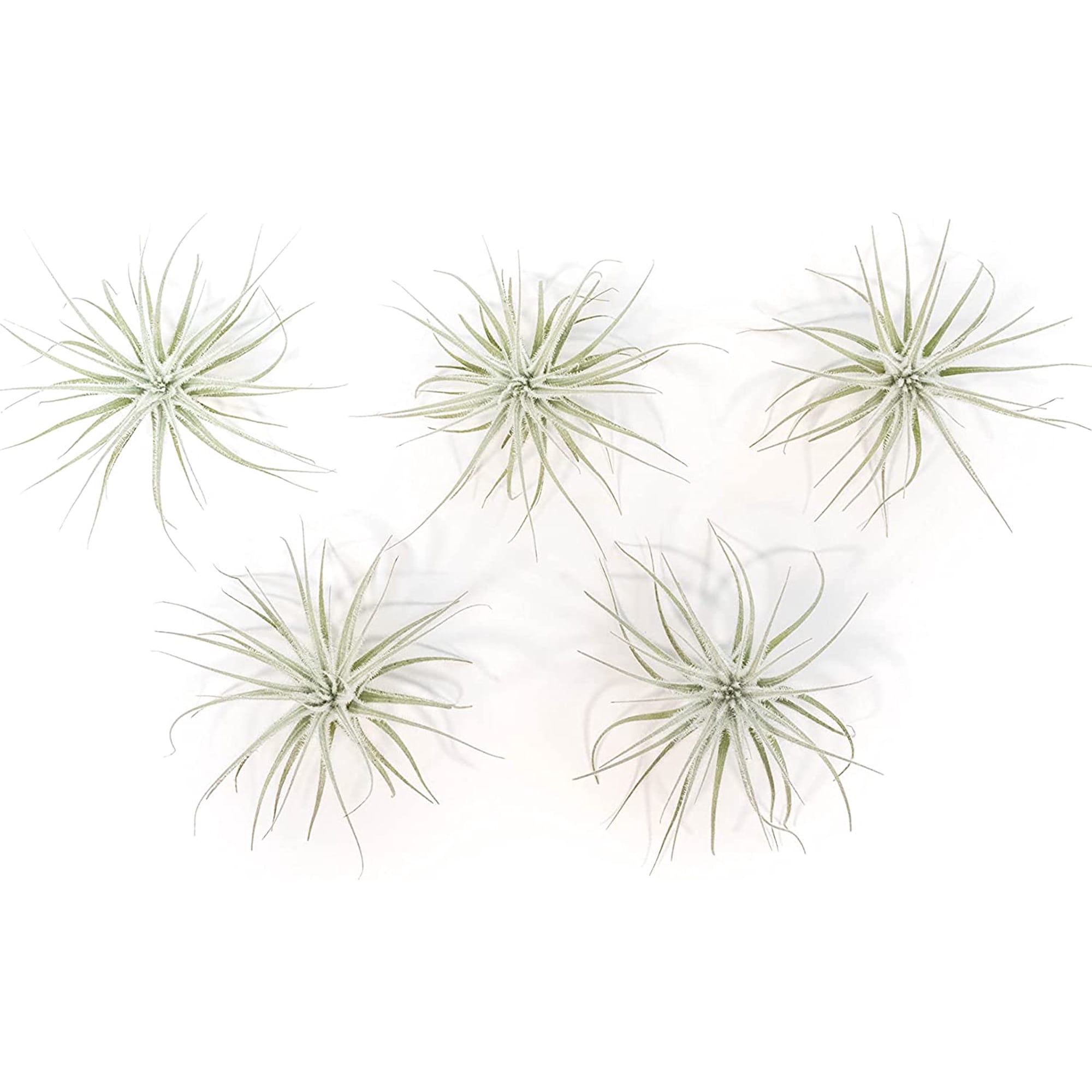 Air Plant Shop Rare Tectorum Ecuador Air Plants - Unique, Bright White, Nursery-Grown Tillandsia House Plant with Fuzzy Trichomes for Terrariums, Driftwood & Living Walls - Wholesale (Pack of 5)