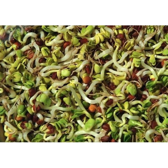 Todd's Seeds Bean Sprouting Seed Mix; Adzuki, Mung Bean, Red Lentil, Daikon Radish - 1 Pound