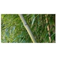 Giant Timber Bamboo Live Plant Bambusa Oldhamii Beautiful NonInvasive Clumping Bamboo