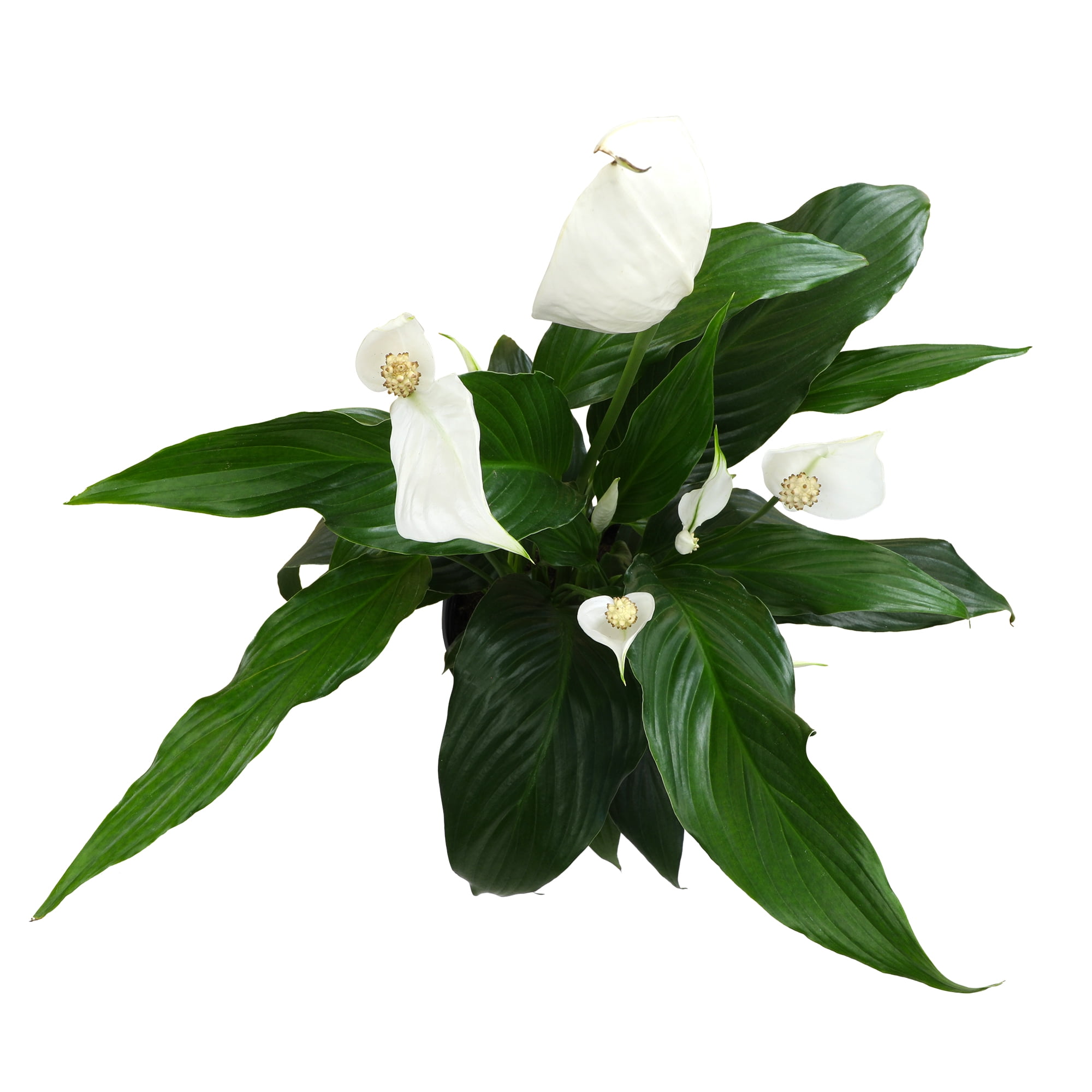Element by Altman Plants 6in Peace Lily Spathiphyllum Live Houseplant