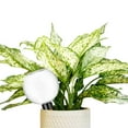thumbnail image 2 of Jierger Watering Globes Automatic Plastic Self Watering Planter Insert Waterer Watering Bulbs for Indoor Plants Irrigation Plant Watering Devices with Slow Release Control for Garden, Greenhouse, 2 of 9