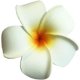 thumbnail image 1 of Paraíso tropical: pinza para el cabello con flores hawaianas, horquilla para novia, diseño dulce y juvenil, accesorios para el cabello versátiles para cualquier temporada, 1 of 3